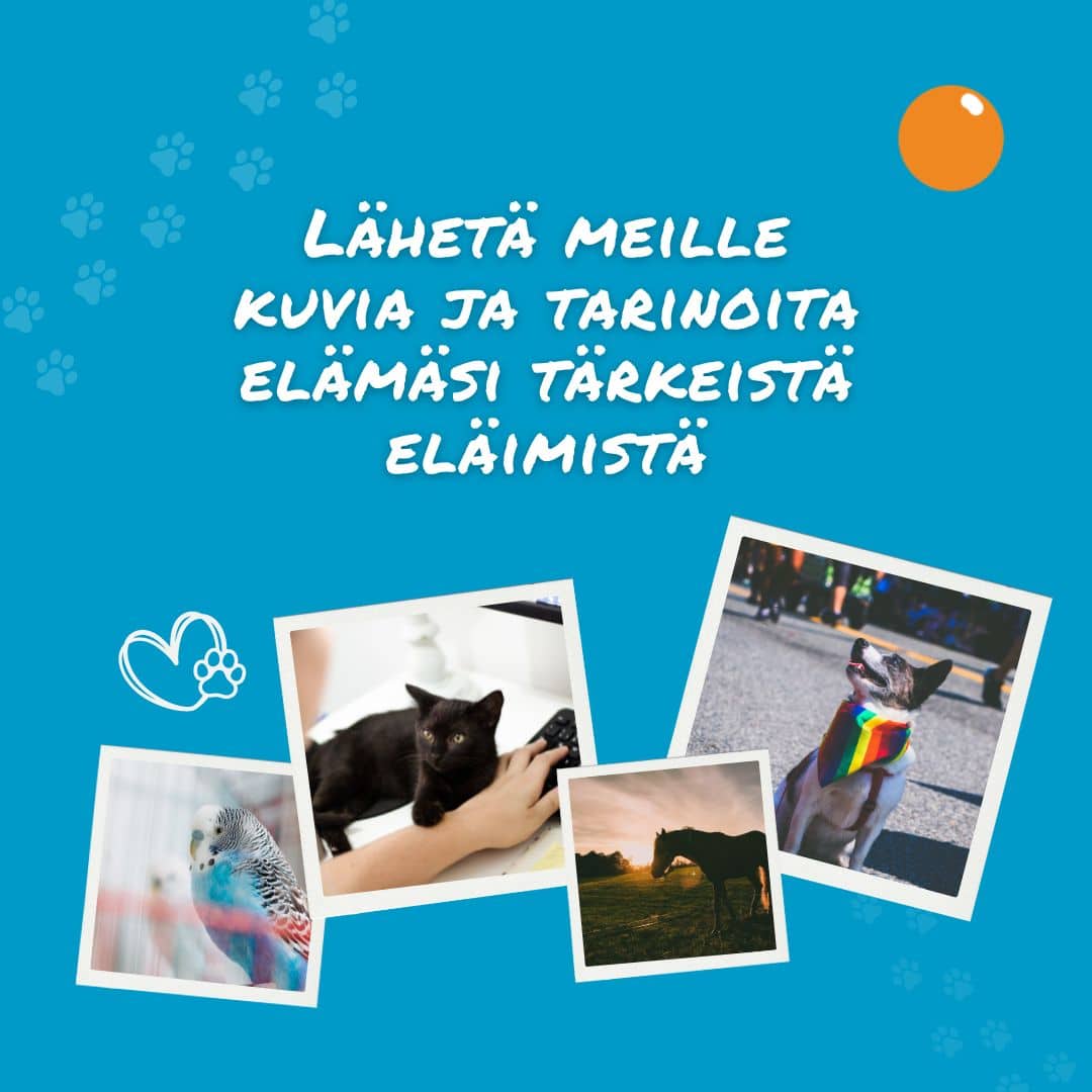 Lähetä meille kuva tai tarinoita elämäsi tärkeistä eläimistä